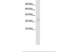 Image no. 1 for anti-POU Class 1 Homeobox 1 (POU1F1) (AA 75-124) antibody (ABIN202174) (POU1F1 anticorps  (AA 75-124))