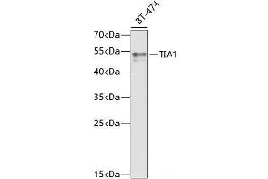 Western blot analysis of extracts of BT-474 cells using TIA1 Polyclonal Antibody at dilution of 1:1000. (TIA1 anticorps)