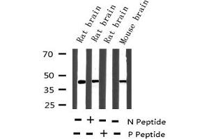 Western blot analysis of Phospho-MEK1 (Thr291) expression in various lysates (MEK1 anticorps  (pThr292))