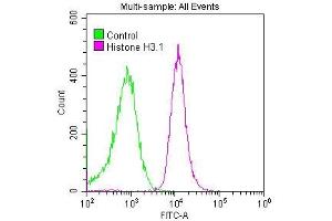 Overlay histogram showing Hela cells stained with ABIN7127295 (red line) at 1:50.
