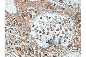 IHC analysis of formalin-fixed paraffin-embedded human testis tissue with membrane staining, using SNTG2 antibody (1/100 dilution). (SNTG2 anticorps  (AA 143-324))