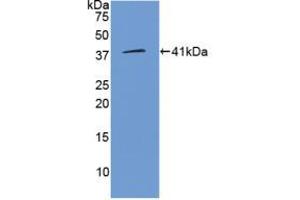 Western blot analysis of recombinant Human WNT3A. (WNT3A anticorps  (AA 19-352))