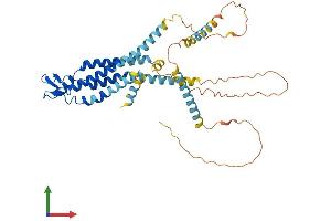 AlphaFold protein structure predicition of Human Recombinant GJC1 Protein, UniprotID P36383