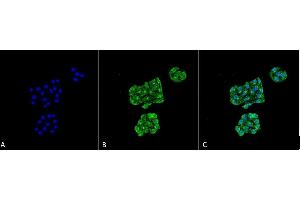 Immunocytochemistry/Immunofluorescence analysis using Mouse Anti-GRP78 Monoclonal Antibody, Clone 6H4-2G7 (ABIN863113). (GRP78 anticorps)