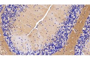 Detection of MOG in Mouse Cerebellum Tissue using Polyclonal Antibody to Myelin Oligodendrocyte Glycoprotein (MOG) (MOG anticorps  (AA 30-149))
