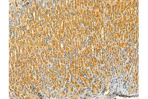ABIN6265604 and ABIN6276691 at 1/100 staining Mouse stomach tissue by IHC-P. (TLR8 anticorps  (C-Term))