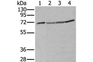 Western blot analysis of A172 Hela Hepg2 and K562 cell lysates using ZUFSP Polyclonal Antibody at dilution of 1:300