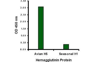 Hemagglutinin antibody at 1 µg/mL specifically recognizes Avian H5N1 influenza virus but not seasonal influenza virus A H1N1 Hemagglutinin protein. (Hemagglutinin anticorps  (Middle Region))