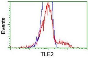 HEK293T cells transfected with either RC202474 overexpress plasmid (Red) or empty vector control plasmid (Blue) were immunostained by anti-TLE2 antibody (ABIN2455517), and then analyzed by flow cytometry. (TLE2 anticorps)