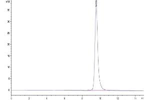 The purity of SARS-CoV-2 Spike RBD (Gamma P.