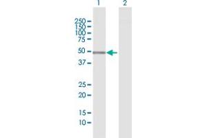 Western Blot analysis of PTPN2 expression in transfected 293T cell line by PTPN2 MaxPab polyclonal antibody.