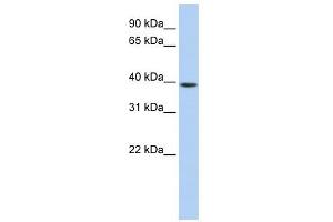 GNAO1 antibody used at 1 ug/ml to detect target protein. (GNAO1 anticorps  (Middle Region))