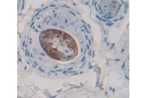 IHC-P analysis of Rat Tissue, with DAB staining. (MYD88 anticorps  (AA 1-296))