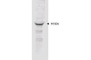 Affinity purified anti-MAPKAP Kinase 2 polyclonal antibody detects MK2 in unstimulated human HeLa whole cell lysate by western blot.