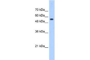 WB Suggested Anti-PODXL Antibody Titration:  0. (PODXL anticorps  (Middle Region))