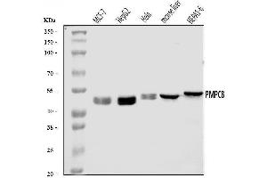 Western blot analysis of MPPB/PMPCB using anti-MPPB/PMPCB antibody (ABIN7600758). (PMPCB anticorps  (AA 23-479))
