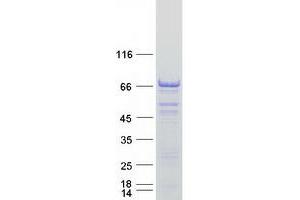 Validation with Western Blot (Peroxisomal Biogenesis Factor 5-Like (PEX5L) protein (Myc-DYKDDDDK Tag))
