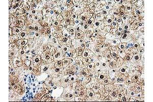 Image no. 2 for anti-Aminoacylase 1 (ACY1) antibody (ABIN1496453) (Aminoacylase 1 anticorps)