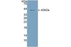 Western blot analysis of recombinant Human CLEC4L. (DC-SIGN/CD209 anticorps  (AA 70-404))