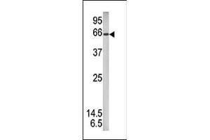 Western blot analysis of anti-Phospho-STAT1 Pab (ABIN389662 and ABIN2839643) in mouse brain tissue lysate (35 μg/lane).