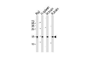 Western blot analysis of lysates from Raji cell line, human spleen, mouse brain and rat brain tissue lysate(from left to right), using FIS1 Antibody (N-term) (ABIN6243662 and ABIN6577460). (Fission 1 anticorps  (N-Term))
