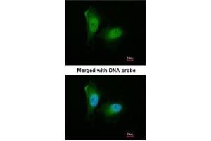 ICC/IF Image Immunofluorescence analysis of paraformaldehyde-fixed HeLa, using 20S Proteasome alpha2, antibody at 1:200 dilution.