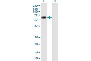 Western Blot analysis of SPAG8 expression in transfected 293T cell line by SPAG8 MaxPab polyclonal antibody. (SPAG8 anticorps  (AA 1-501))