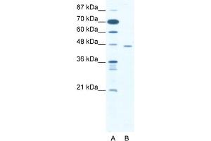 WB Suggested Anti-CTBP1 Antibody   Titration: 1. (CTBP1 anticorps  (C-Term))