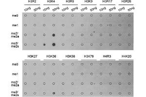 Dot-blot analysis of various methylation peptides using Trimethyl-Histone H3-K4 antibody (ABIN5969804). (Histone 3 anticorps  (H3K4me3))