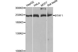 Western blot analysis of extracts of various cell lines, using BTAF1 antibody (ABIN5973427) at 1/1000 dilution. (BTAF1 anticorps)
