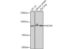 Western blot analysis of extracts of various cell lines, using MCM4 Rabbit mAb (ABIN7268545) at 1:1000 dilution. (MCM4 anticorps)