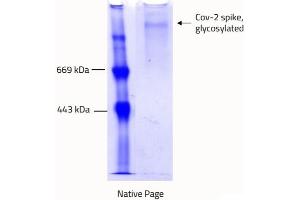 Blue-native PAGE (BN PAGE) image for SARS-CoV-2 Spike (Trimer) protein (rho-1D4 tag) (ABIN6952670) (SARS-CoV-2 Spike Protein (Trimer) (rho-1D4 tag))
