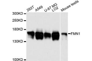 Western blot analysis of extracts of various cell lines, using FMN1 antibody (ABIN6291697) at 1:3000 dilution. (FMN1 anticorps)
