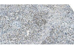 IHC analysis of DR6/TNFRSF21 using anti-DR6/TNFRSF21 antibody (ABIN7603008).