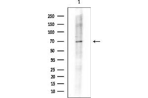 Western blot analysis of lysates from Mouse spleen, using P2X7 Mouse Monoclonal Antibody at 1/1000 dilution.