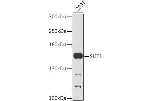 Western blot analysis of extracts of 293T cells using SLIT1 Polyclonal Antibody at dilution of 1:1000. (SLIT1 anticorps)