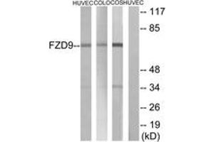 Western blot analysis of extracts from HuvEc/COLO/COS cells, using FZD9 Antibody.