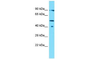 Host: Rabbit Target Name: LACE1 Sample Type: THP-1 Whole Cell lysates Antibody Dilution: 1. (LACE1 anticorps  (N-Term))
