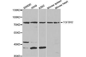 Western Blotting (WB) image for anti-Transforming Growth Factor, beta Receptor II (70/80kDa) (TGFBR2) antibody (ABIN1875405)