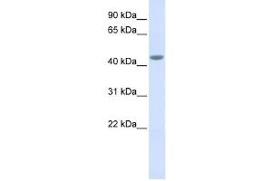 Western Blotting (WB) image for anti-Interleukin 11 Receptor, alpha (IL11RA) antibody (ABIN2459023) (IL11RA anticorps)