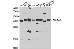 Western blot analysis of extracts of various cell lines, using CHMP4B antibody (ABIN4903276) at 1:1000 dilution.
