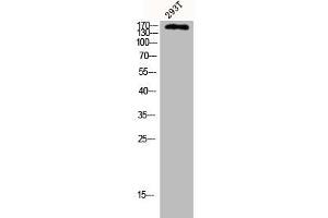 Western Blot analysis of 293T cells using CUX1 Polyclonal Antibody