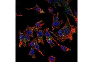 Immunofluorescence (IF) image for anti-Chemokine (C-X3-C Motif) Ligand 1 (CX3CL1) antibody (Biotin) (ABIN2473696) (CX3CL1 anticorps  (Biotin))