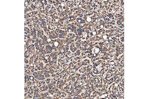 IHC analysis of SH2D4A using anti-SH2D4A antibody (ABIN7601695). (SH2D4A anticorps  (AA 42-454))