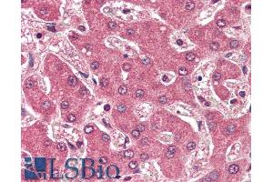 ABIN335116 (2µg/ml) staining of paraffin embedded Human Liver. (APOB anticorps  (Internal Region))