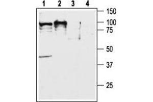 Western blot analysis of rat (lanes 1 and 3) and mouse (lanes 2 and 4) brain lysates: - 1,2. (CD200R1 anticorps  (C-Term, Intracellular))