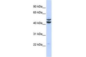 Image no. 1 for anti-PBX/knotted 1 Homeobox 2 (PKNOX2) (AA 251-300) antibody (ABIN6742871) (PKNOX2 anticorps  (AA 251-300))