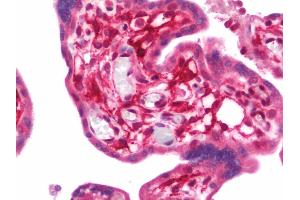 Anti-PVRL2 / CD112 antibody IHC staining of human placenta. (PVRL2 anticorps  (AA 270-499))