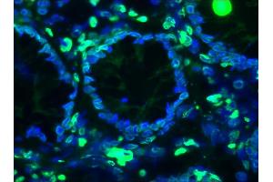 Image no. 1 for anti-Lamin A/C (LMNA) antibody (ABIN335390)