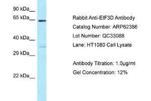Western Blotting (WB) image for anti-Eukaryotic Translation Initiation Factor 3, Subunit D (EIF3D) (N-Term) antibody (ABIN2789125) (EIF3D anticorps  (N-Term))